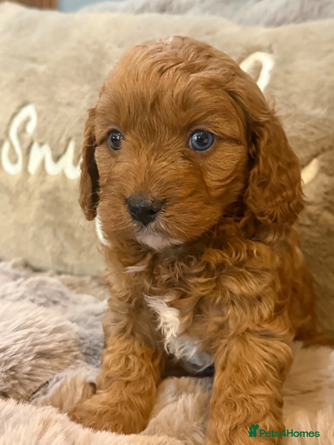 Cavapoo dogs for sale: F1 Cavapoo’s with Merles all Girls  - Advert 1