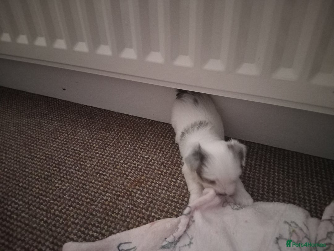 Bichon Frise dogs for sale: for sale  - Advert 6