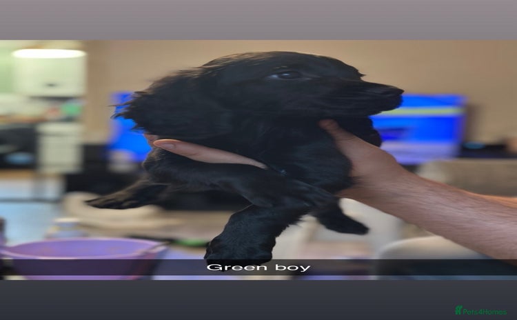 Cocker Spaniel dogs - Advert 1