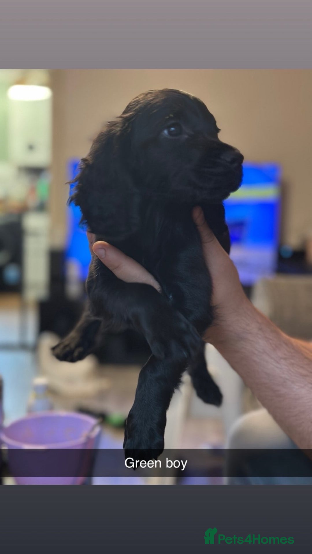 Cocker Spaniel dogs for sale: Pure breed cocker spaniels  - Image 1