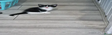 American Shorthair 1