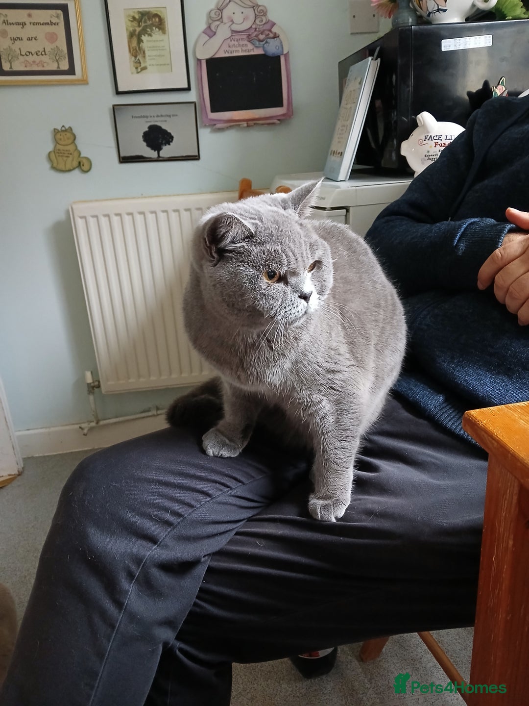 British Shorthair cats for sale: STUNNING LILAC BLUE BHS YOUNG FEMALE CAT - Advert 27