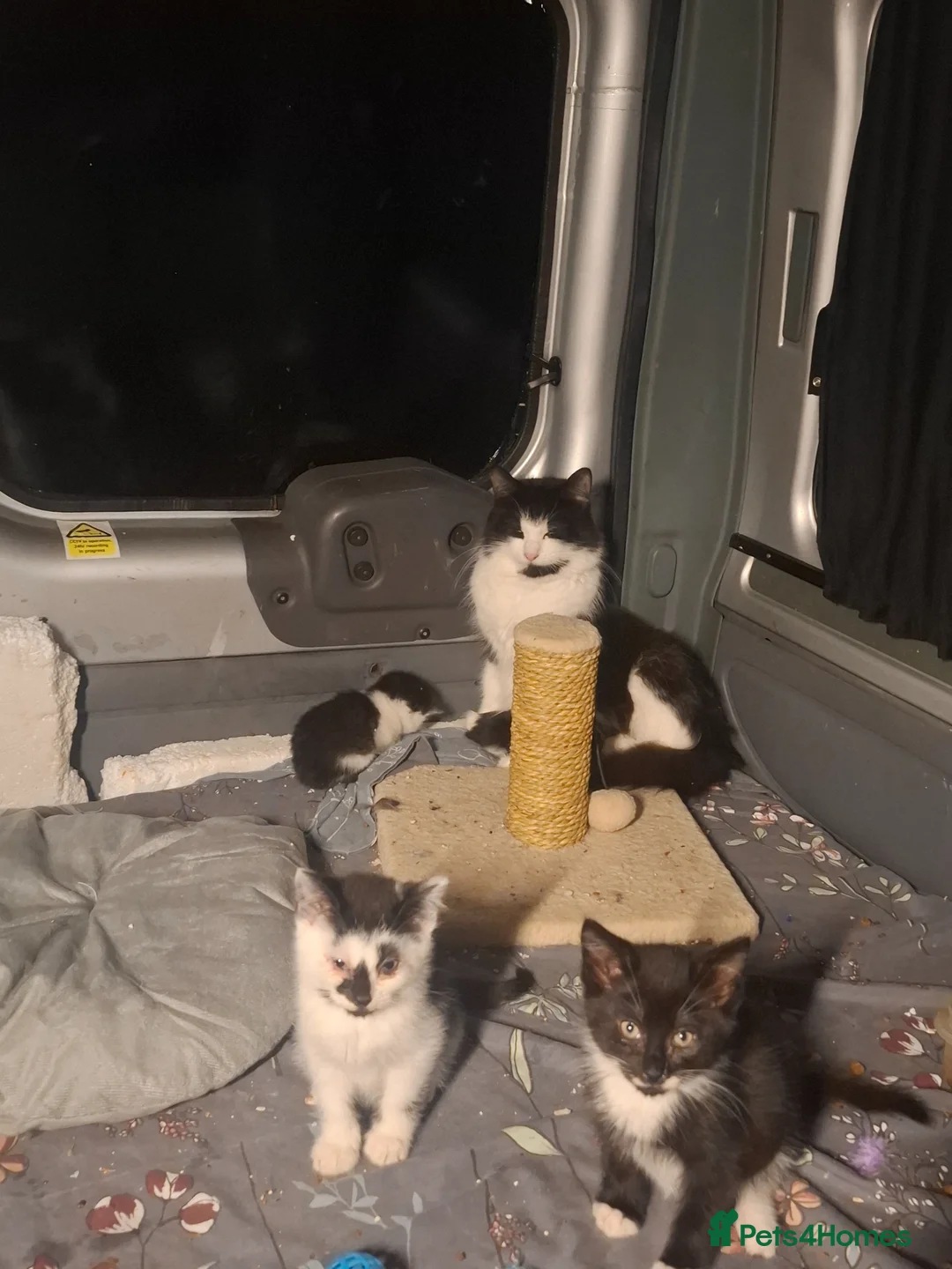 Brazilian Shorthair cats for sale: 12 week old kittens - Advert 1