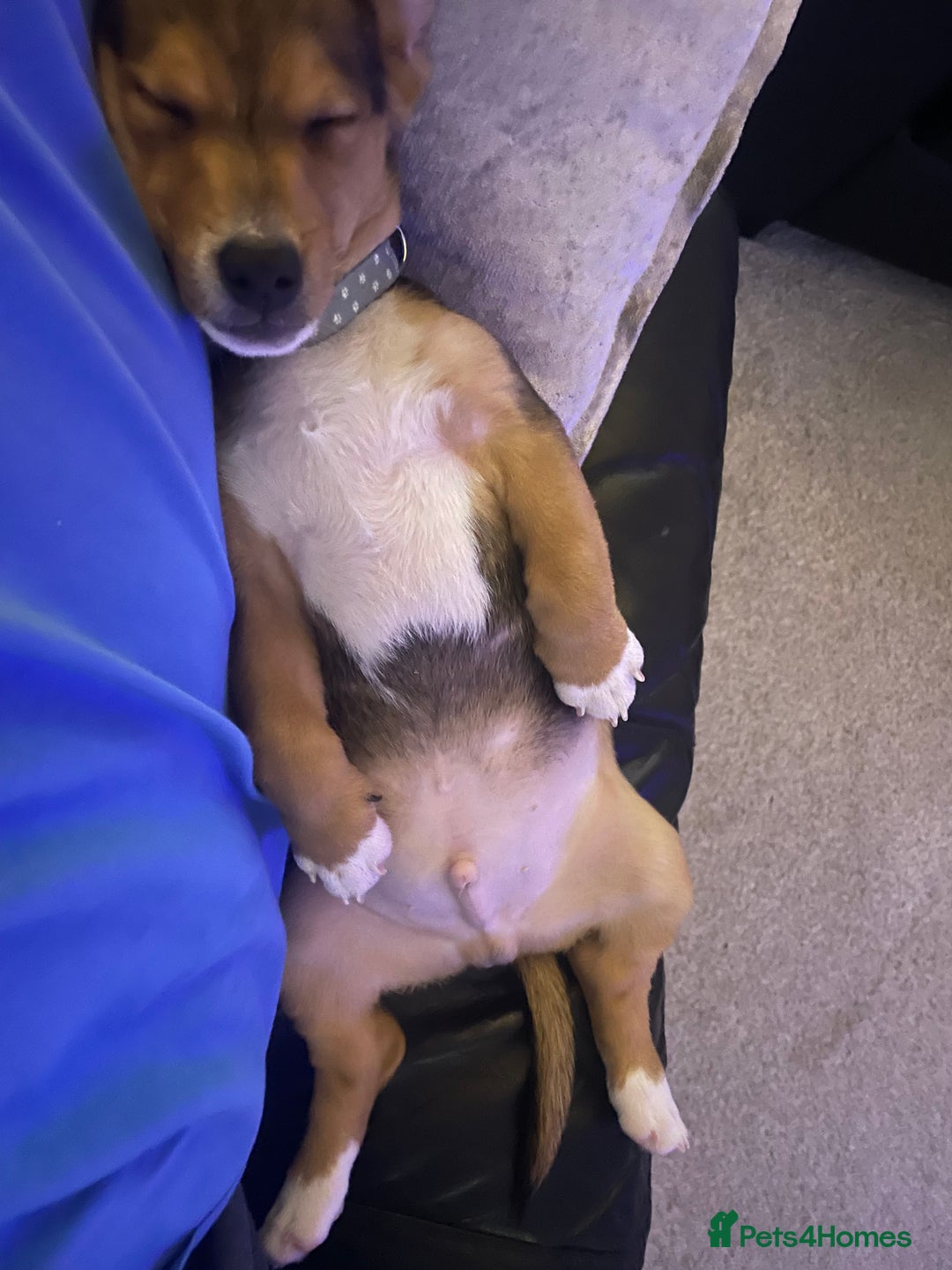 Jack Russell dogs for stud: Vinny- miniature jack Russell for stud  - Advert 8