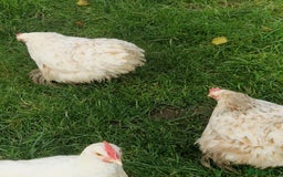 Chickens poultry for sale: Chickens - Advert 3