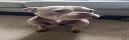 American Bully dogs for sale: American Bully Pocket - Advert 3