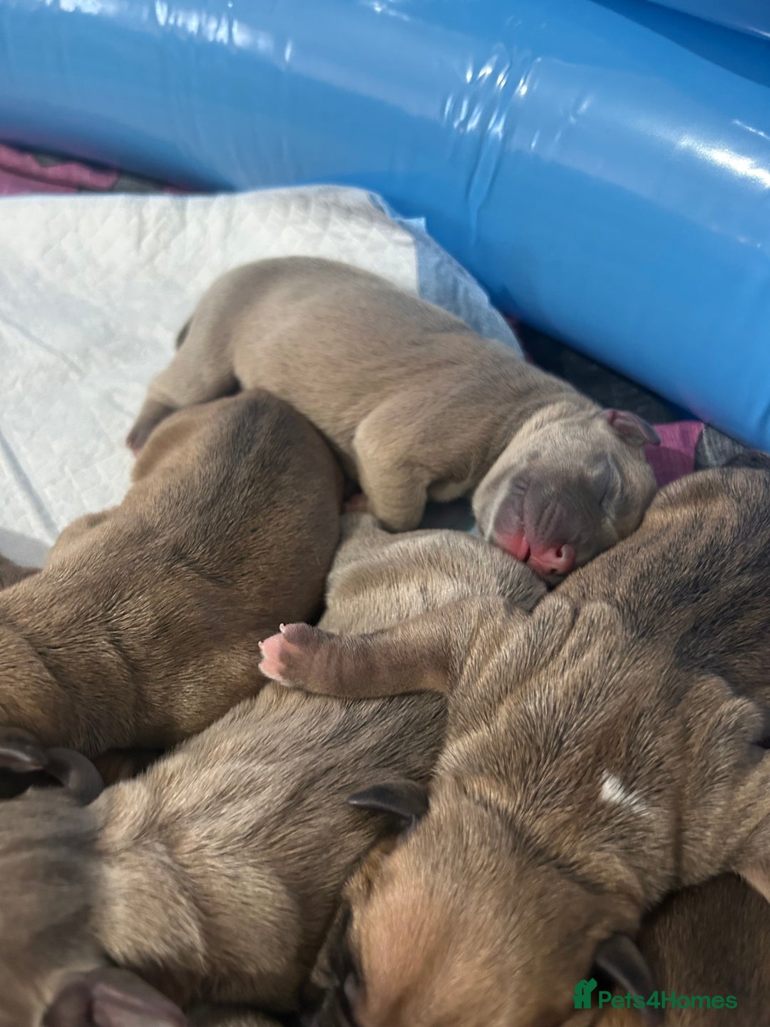Mixed Breed dogs for sale: French bulldog mix - Image 1
