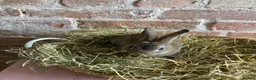 Rex rabbits for sale: Mini Rex Bucks  in Lincoln - Advert 6