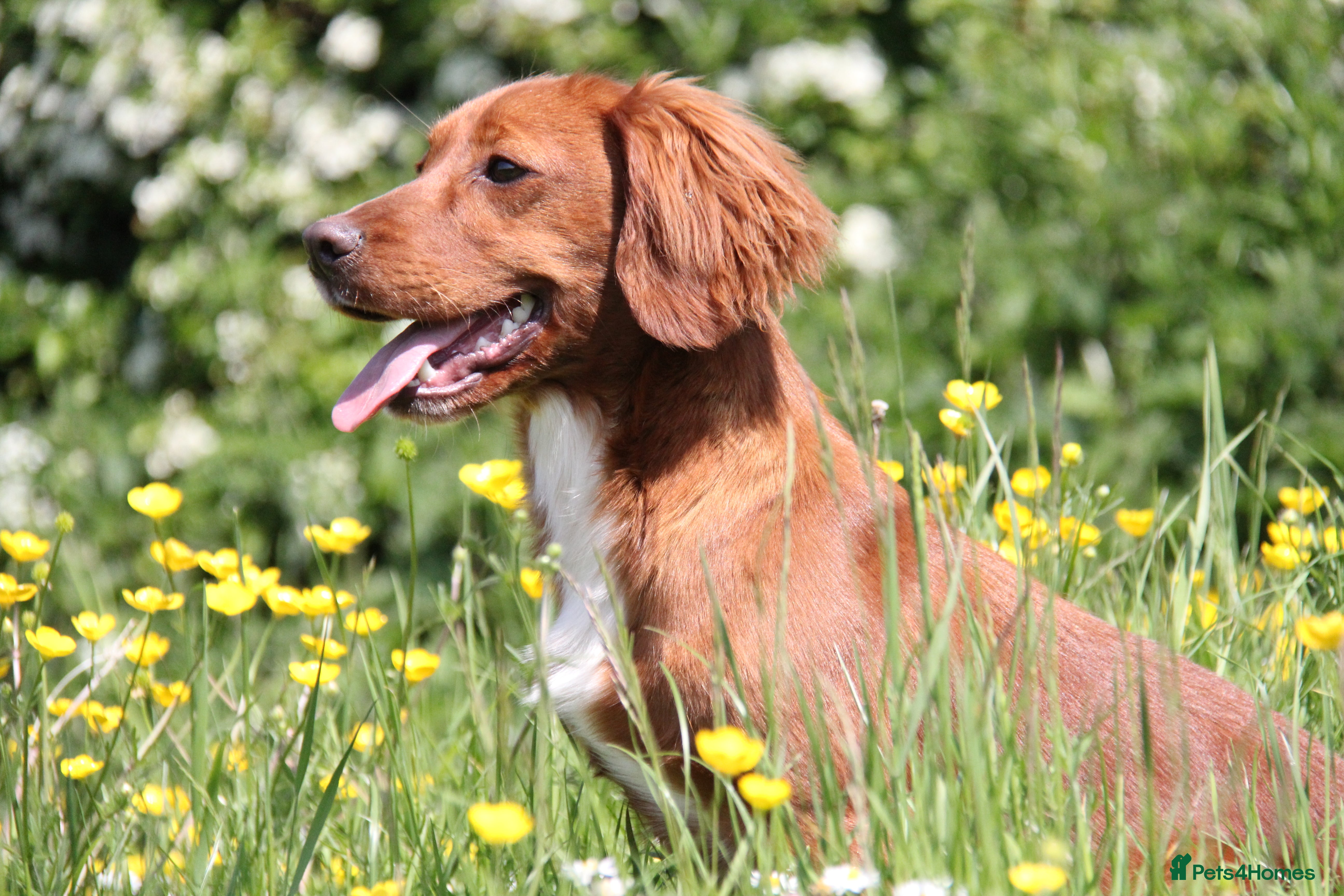 Cocker Spaniel dogs PROVEN Red Cocker Spaniel at Stud in Durham - Advert 1