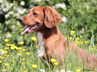 Cocker Spaniel dogs in Durham - Advert 21