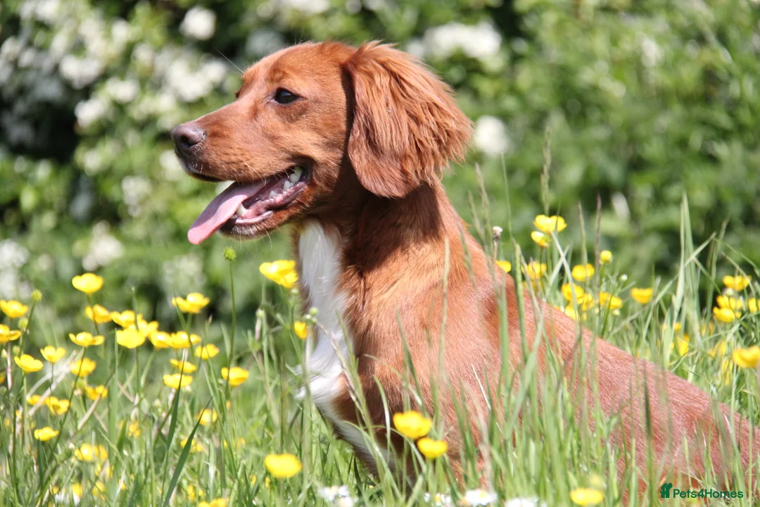 Cocker Spaniel dogs for stud: PROVEN Red Cocker Spaniel at Stud in Durham - Advert 1