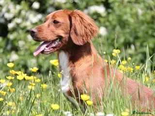Cocker Spaniel dogs PROVEN Red Cocker Spaniel at Stud in Durham - Advert 8