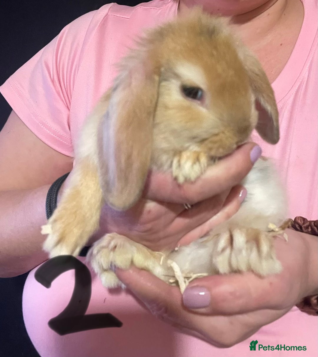 Mixed Breed rabbits for sale: 4x Bunnies for sale  - Advert 24
