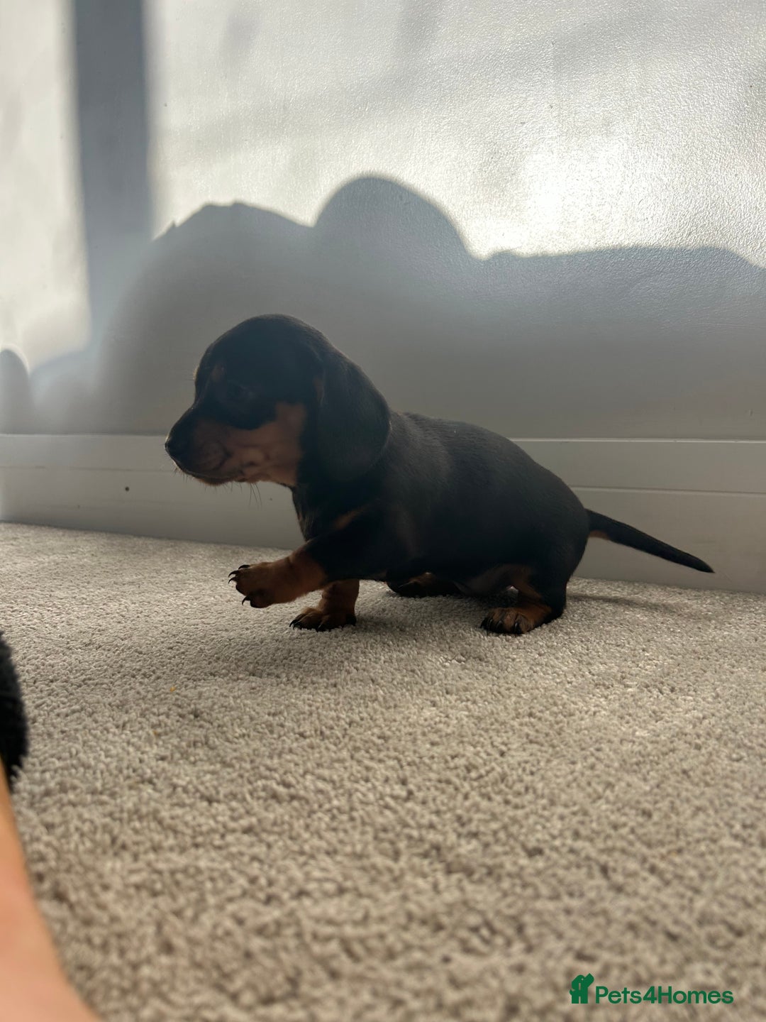 Miniature Dachshund dogs for sale: Miniature Dachshund babies  - Advert 15