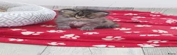 Persian cats for sale: Six absolutely stunning Persian Kittens - Advert 28