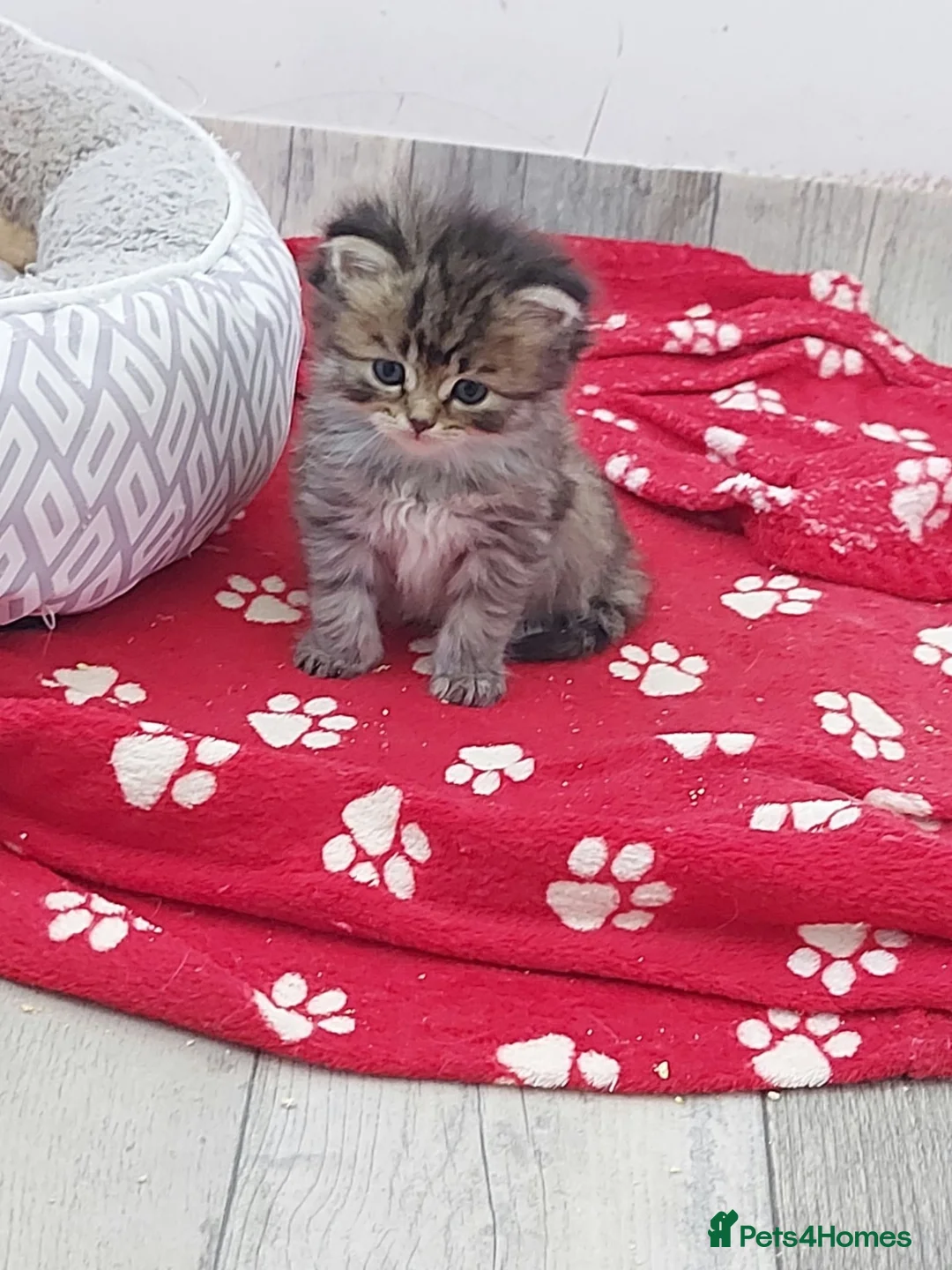 Persian cats for sale: Six absolutely stunning Persian Kittens - Advert 28