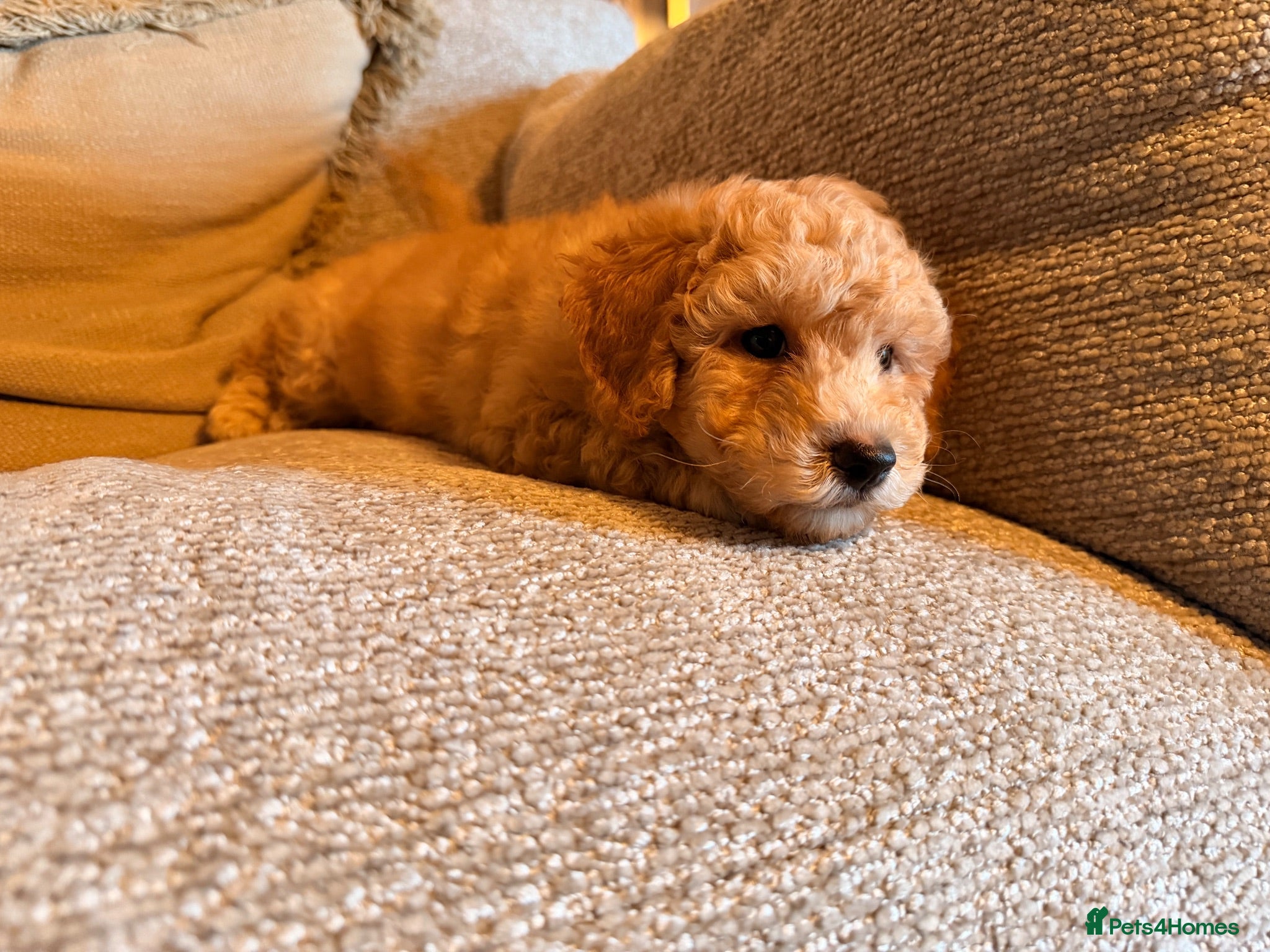 Poochon dogs ✨ Poochon Puppies - ready this week ✨ - Advert 2