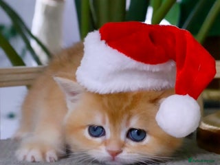 British Shorthair cats ✨Golden British Shorthair ready December✨ - Advert 3