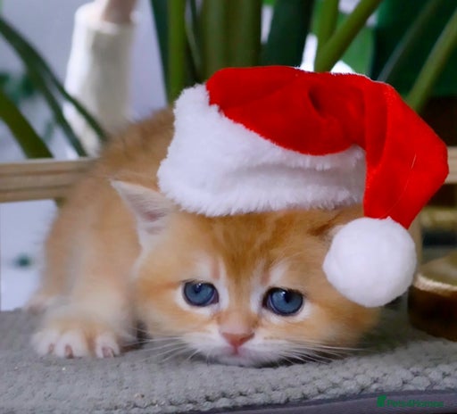 British Shorthair cats ✨Golden British Shorthair ready December✨ - Advert 6