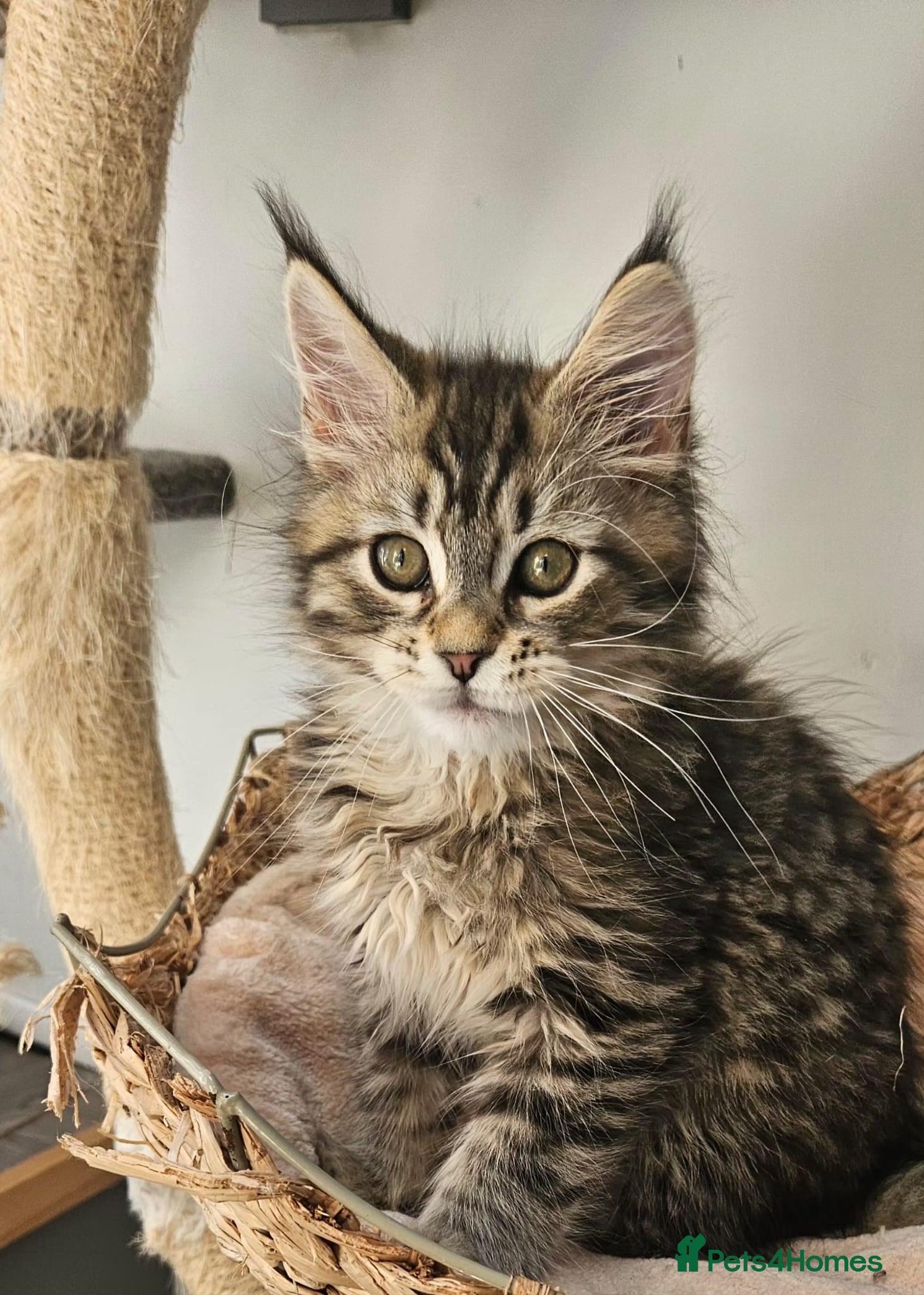 Maine Coon cats Large Maine Coon kittens regd European bloodline  - Advert 5