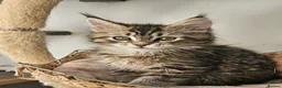 Maine Coon cats for sale: Large Maine Coon kittens regd European bloodline  - Advert 1