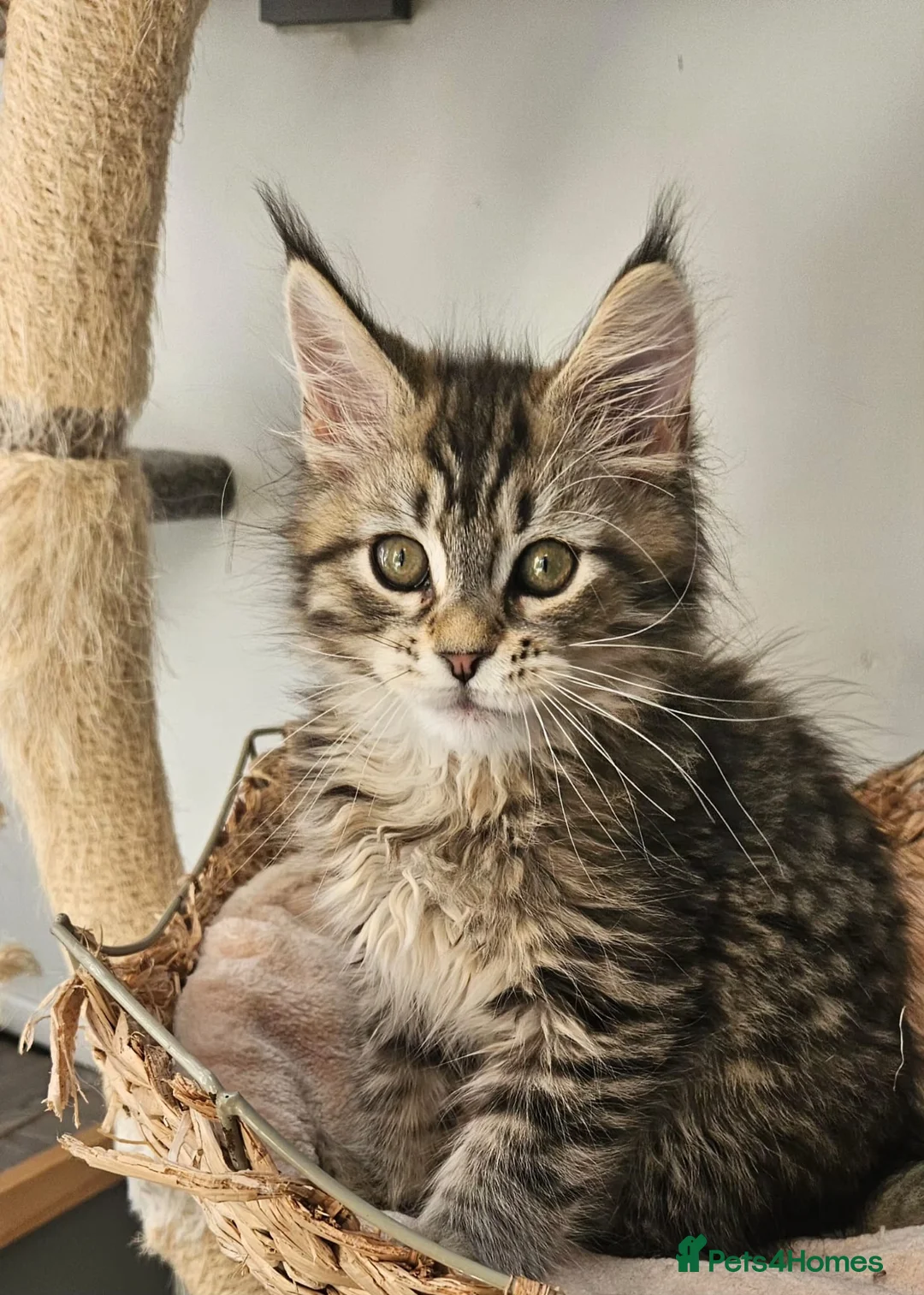 Maine Coon cats for sale: Large Maine Coon kittens regd European bloodline  - Advert 1