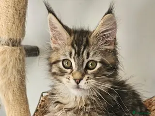 Maine Coon cats Large Maine Coon kittens regd European bloodline - Advert 5