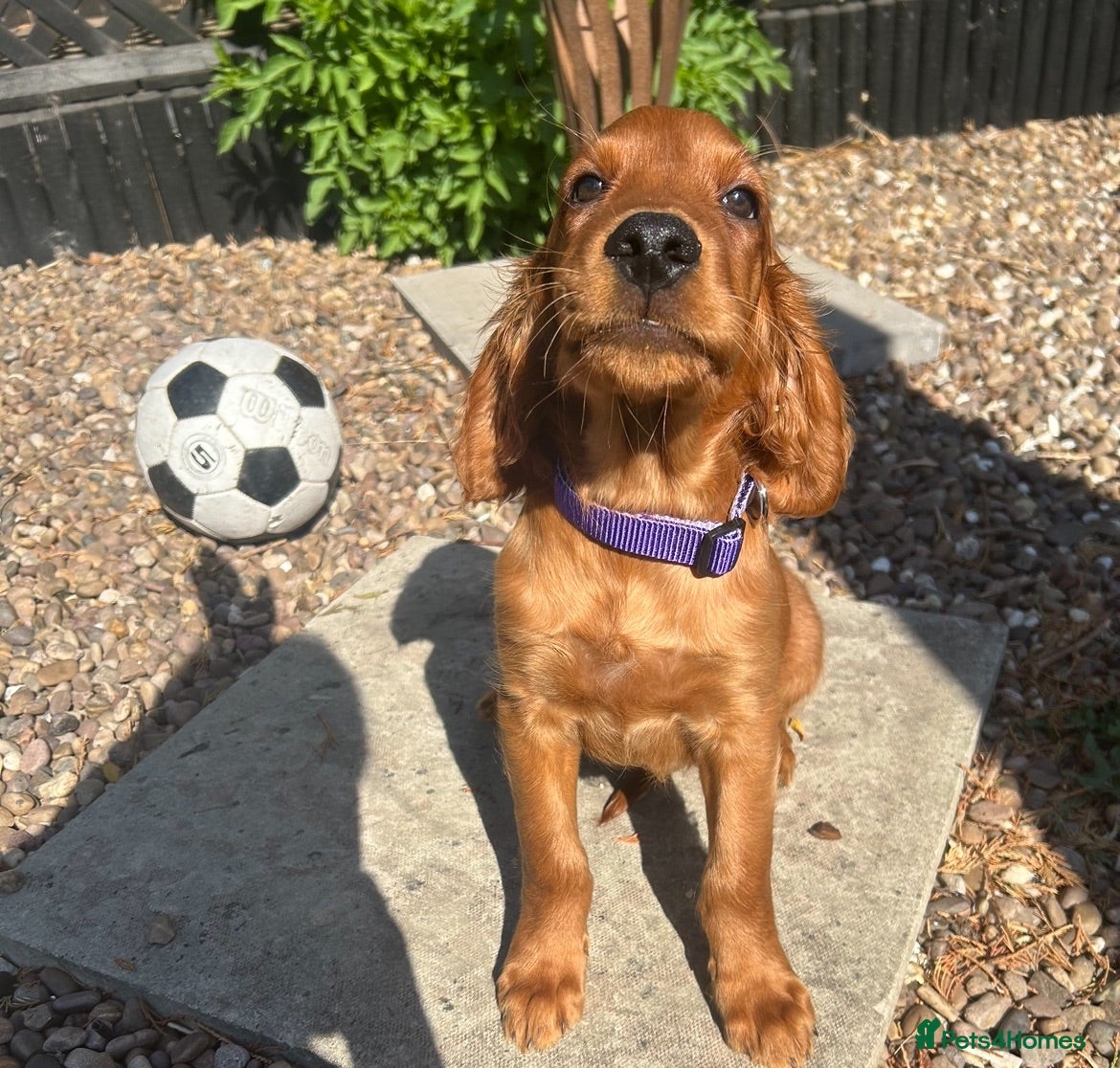 Mixed Breed dogs Ready now  ☘️ Golden Irish puppies available  ☘️ - Advert 5