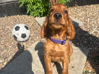 Mixed Breed dogs Ready now ☘️ Golden Irish puppies available ☘️ - Advert 5