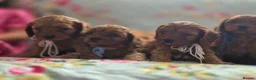 Cavapoo dogs for sale: Toy Cavapoo - Advert 20