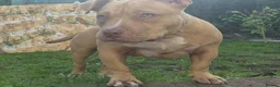 American Bully dogs for sale: Real American Pocket Bully’s  - Advert 3