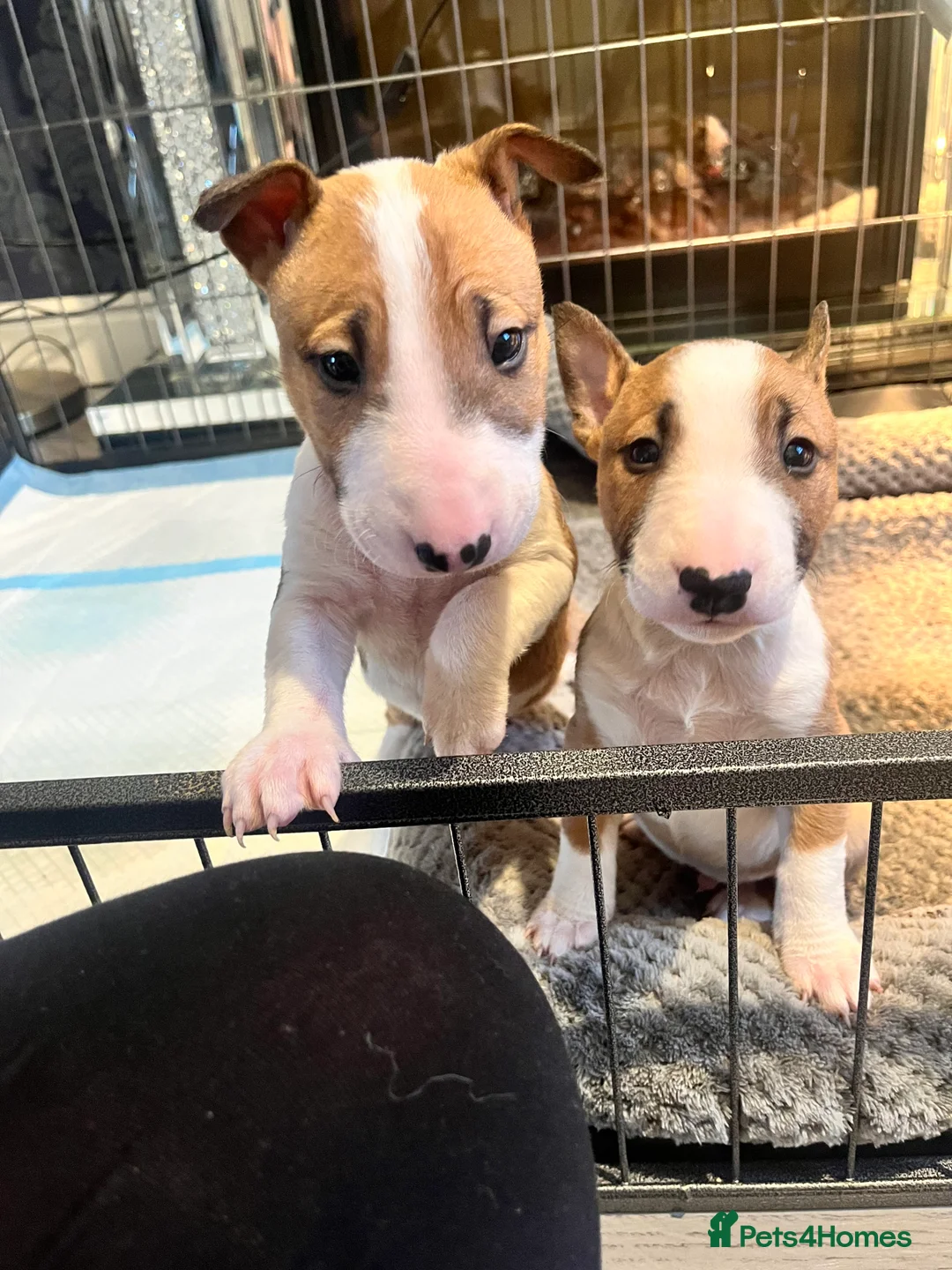 English Bull Terrier dogs for sale: Kc Miniature English bull terriers  - Advert 3