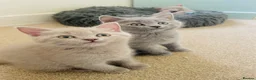 Russian Blue cats for sale: Ready Friday Russian Blue/British Shorthair - Advert 2