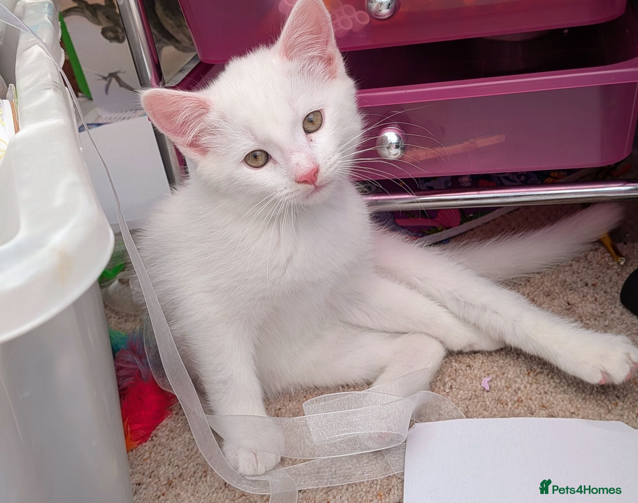 Mixed Breed cats Last white boy in need of his forever home - Advert 1
