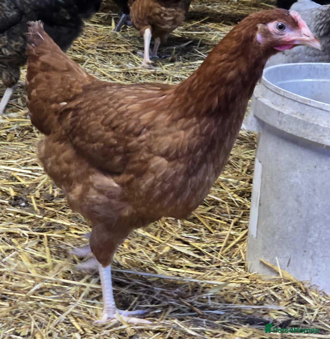Chickens poultry for sale: Our last Hybrid POL hens of 2025 - Image 7