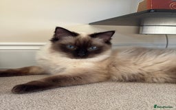 Ragdoll cats for sale: Beautiful ragdoll kittens for sale  - Image 1