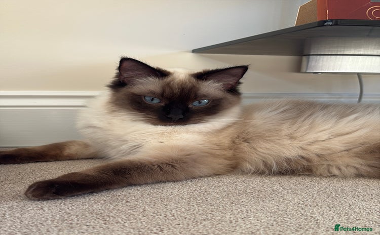 Ragdoll cats - Advert 3