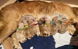 Golden Retriever dogs for sale: Golden Retriever Puppies for Sale - Image 1