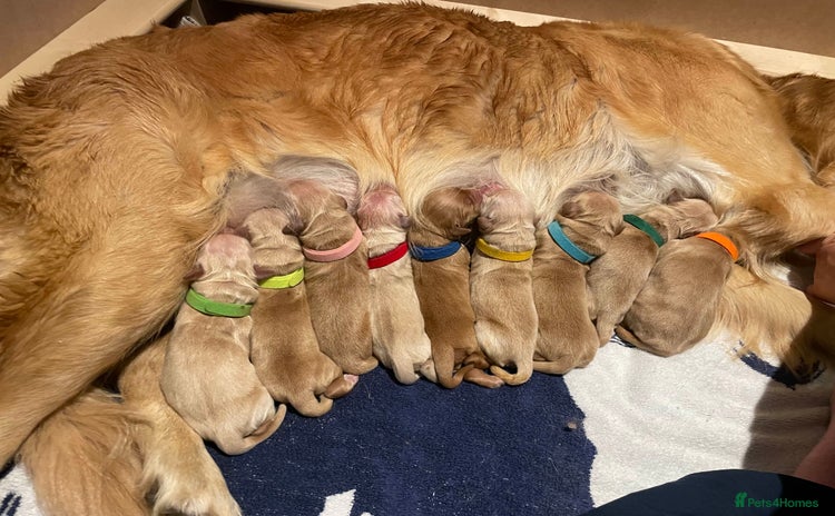 Golden Retriever dogs - Advert 4