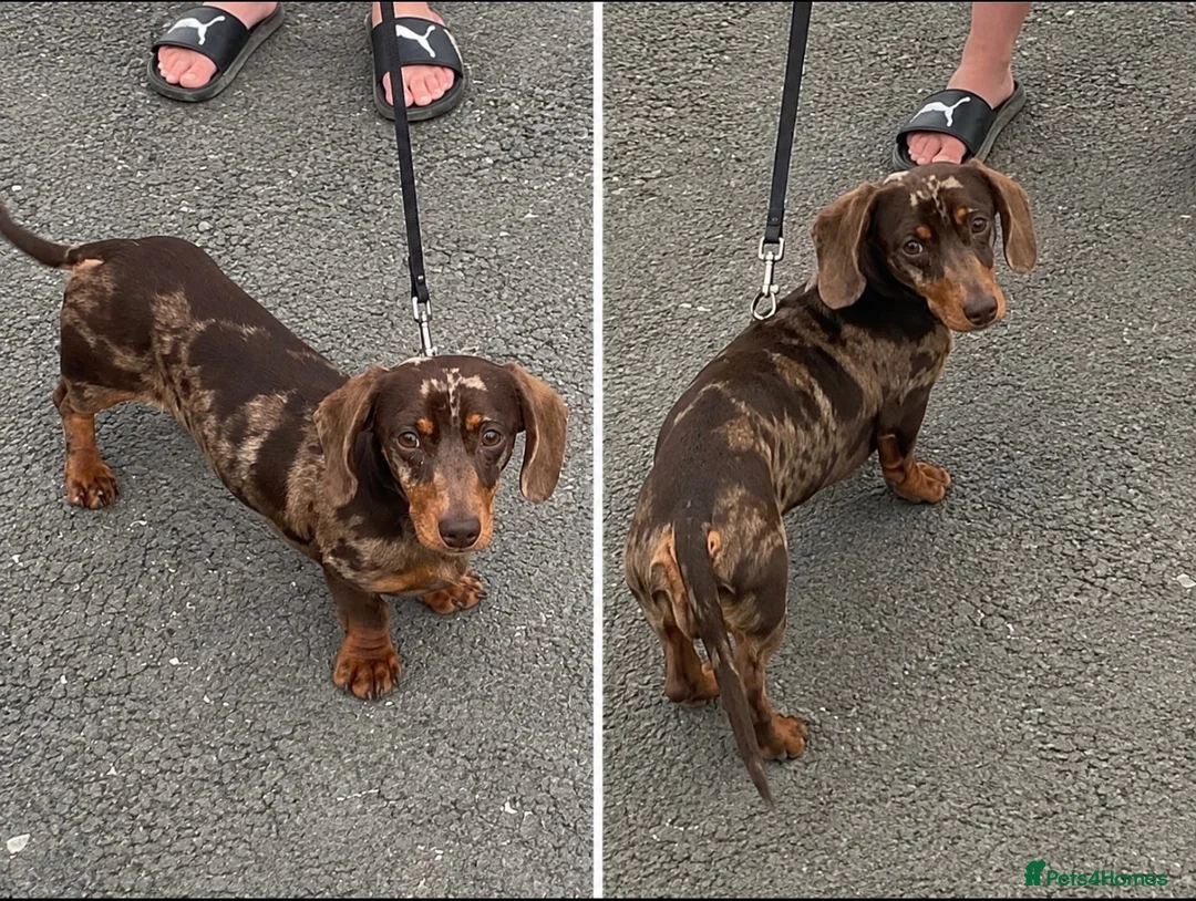 Mixed Breed dogs for sale: Dachshund × Pomchi puppies - Advert 1