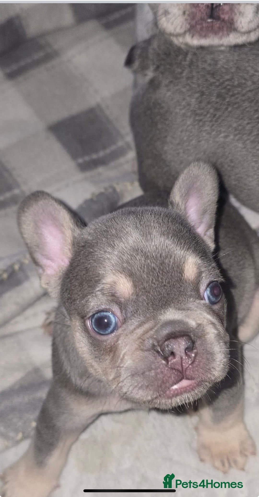 French Bulldog dogs for sale: Stunning litter of French bulldog puppies  - Image 6