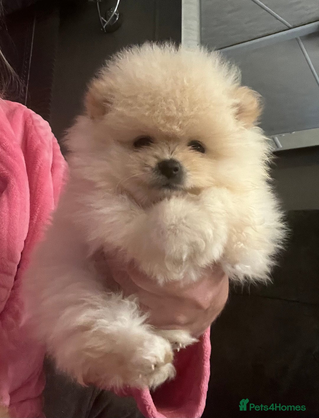 Pomeranian dogs for sale: Pomeranian  puppies  - Image 12