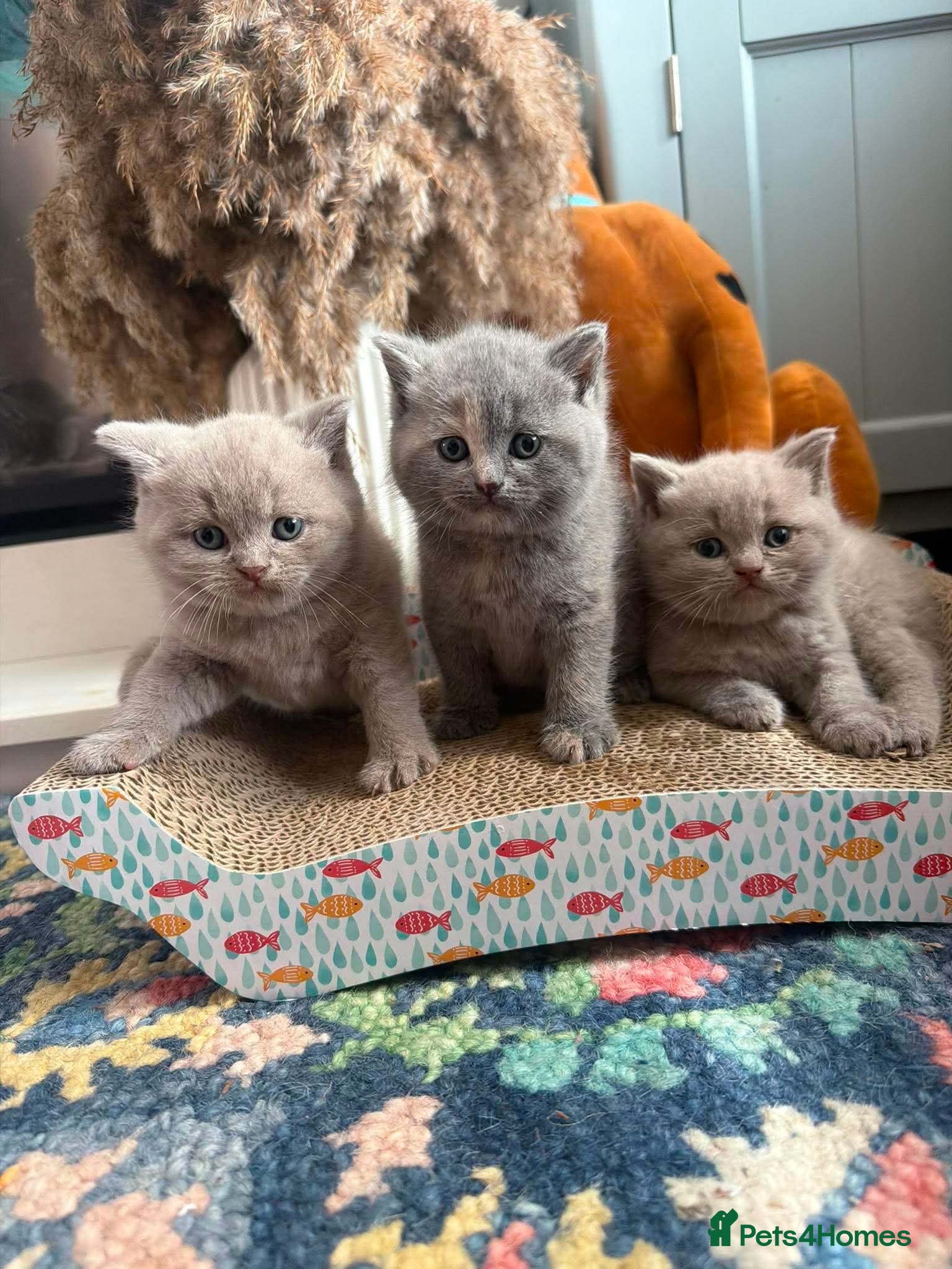 British Shorthair cats GCCF BSH KITTENS 2 BOYS 1 GIRL  - Advert 13