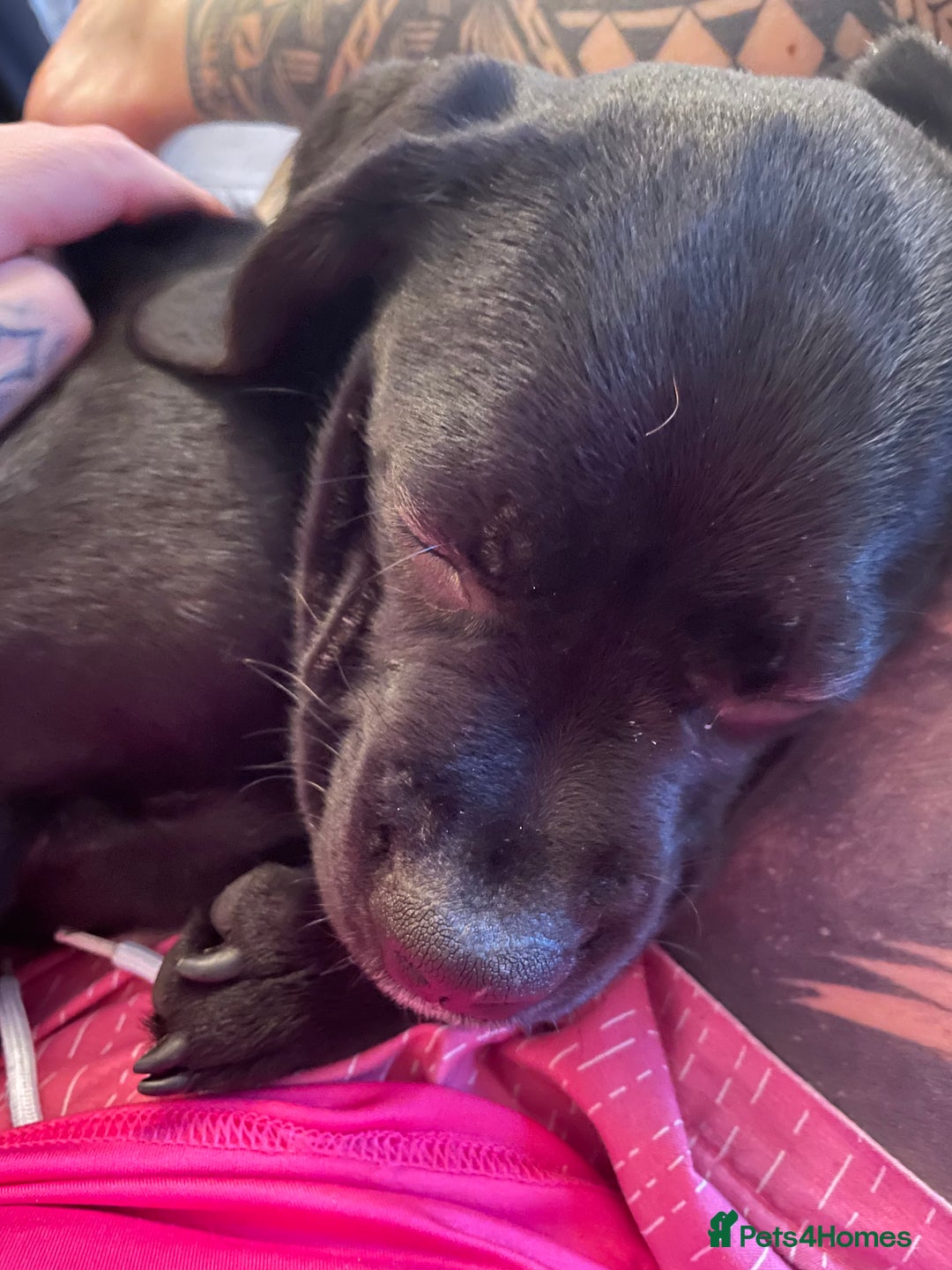 Mixed Breed dogs for sale: Ronnie and Reggie  - Advert 18