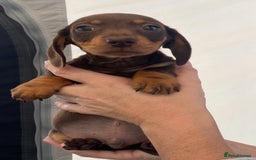 Dachshund dogs for sale: Dachshund puppies  - Image 14