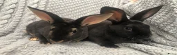Rex rabbits for sale: Beautiful velvet mini Rex & Rex rabbits - Advert 6