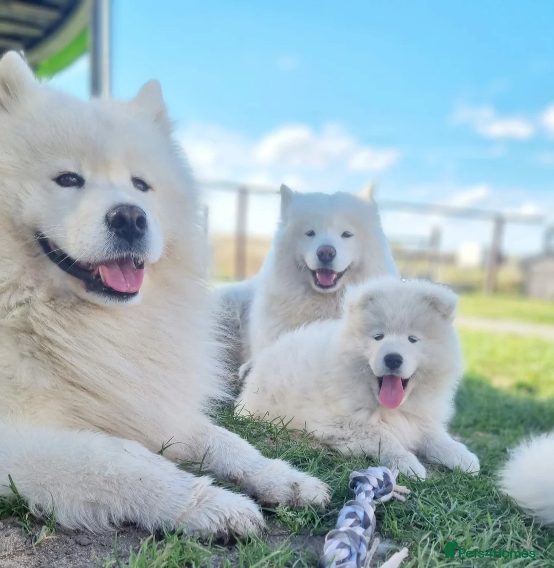 Samoyed dogs for sale: Samoyed puppy KC in Brandon - Advert 1