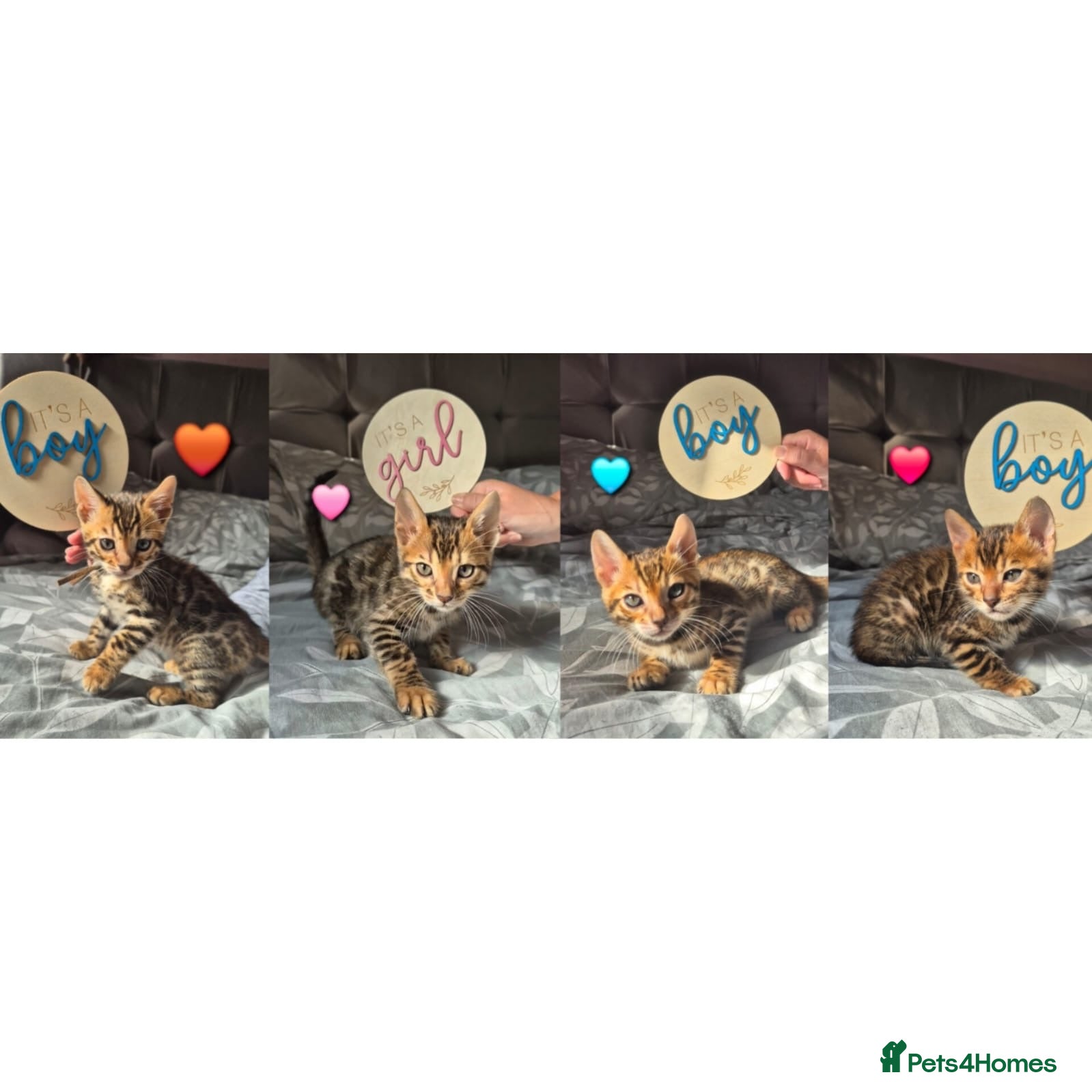 Bengal cats Pure bengal  kittens  - Advert 3
