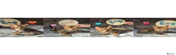 Bengal cats for sale: Pure bengal  kittens  in Welwyn Garden City - Advert 1