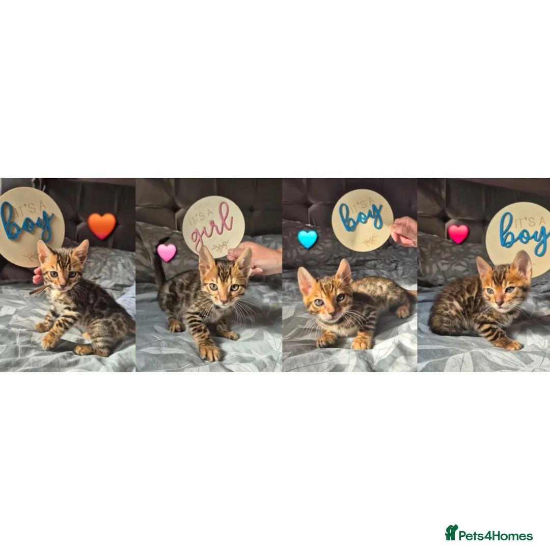 Bengal cats for sale: Pure bengal  kittens  in Welwyn Garden City - Advert 1